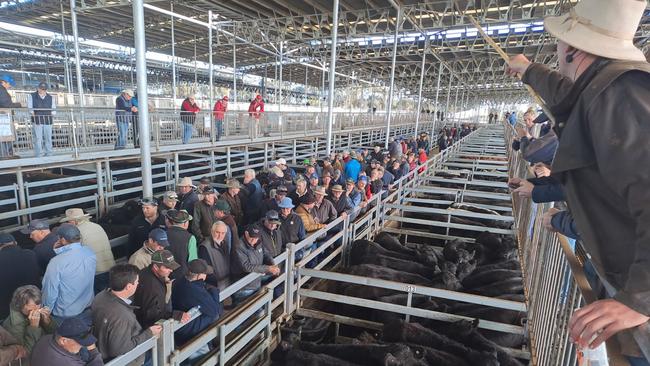 Some of the selling action at the recent Mortlake cattle sale.