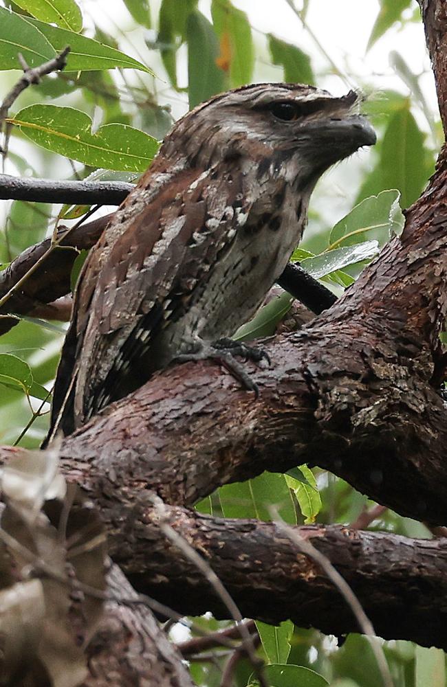 A tawny frogmouth. Picture: Liam Kidston