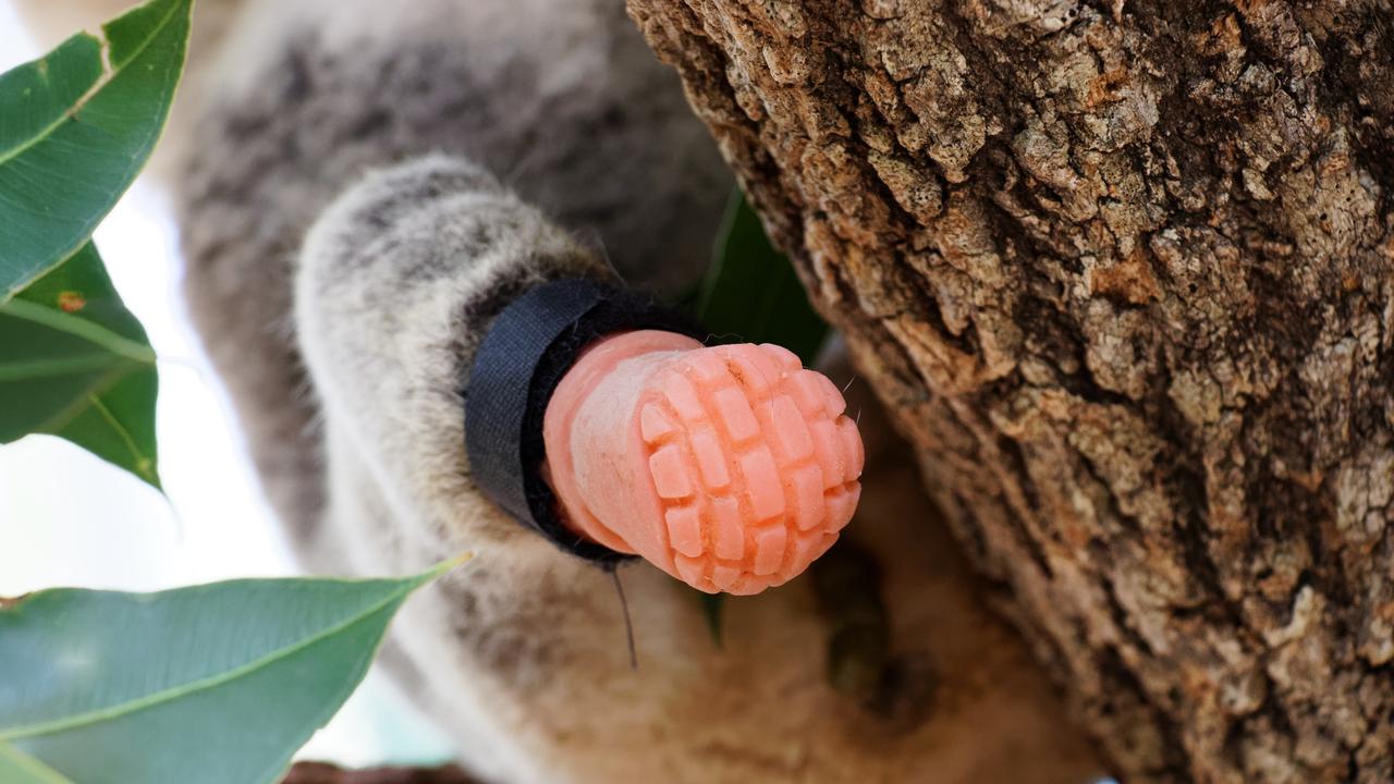 Friends of the Koala's resident male koala Triumph, recently received the world's first koala prothesis.