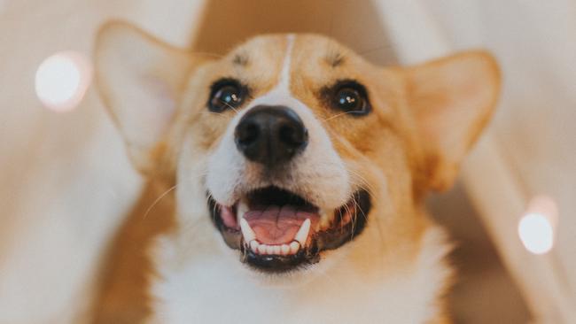 Corgi.