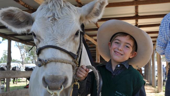 Tenterfield's six-year-old Leo Larsen with Murray Grey heifer Sheeny at the Stanthorpe Show on Saturday. Photo: Jayden Brown/Warwick Daily News