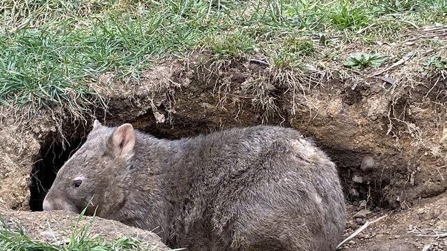 A wombat taken in by Wombat Rescue in Bombay NSW, resting in a burrow.