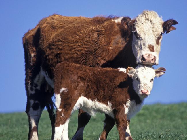 hereford cow and calf, Victoria, Australia