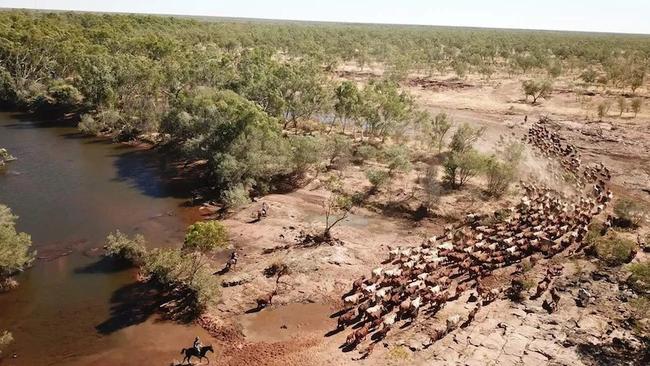 Mustering cattle on Miranda Downs.