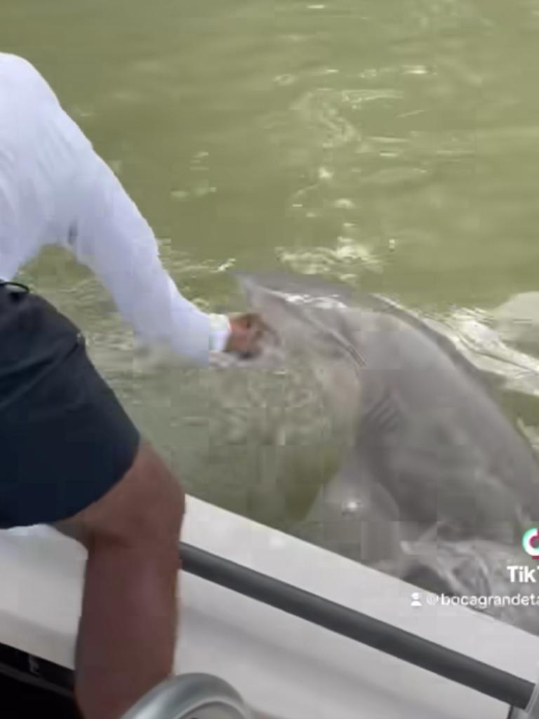 The shark reared up out of the water and pulled Nick in by his hand. Picture: Facebook.