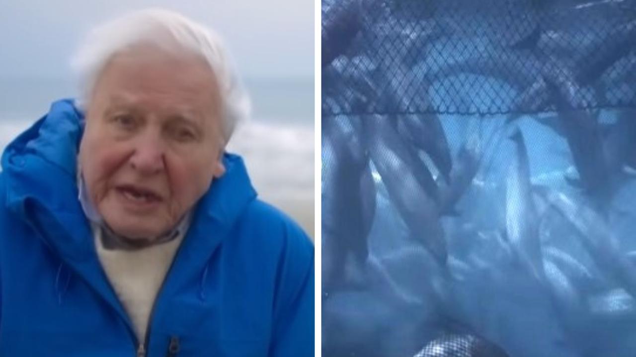 Attenborough doco exposes unseen horrors