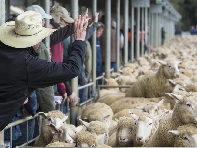 LIVESTOCK: Bendigo Prime SaleBendigo Prime SalePictured: Generic sheep sale. Saleyards. Auction. Bidding. Buyers.PICTURE: ZOE PHILLIPS