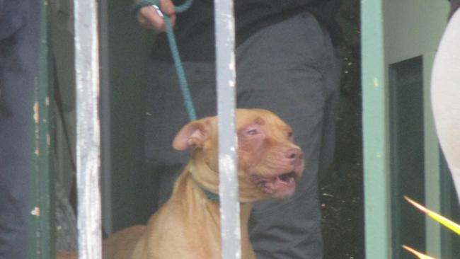 A pit bull terrier which was seized in Frankston after officers found it had been used for illegal breeding. Picture: Supplied