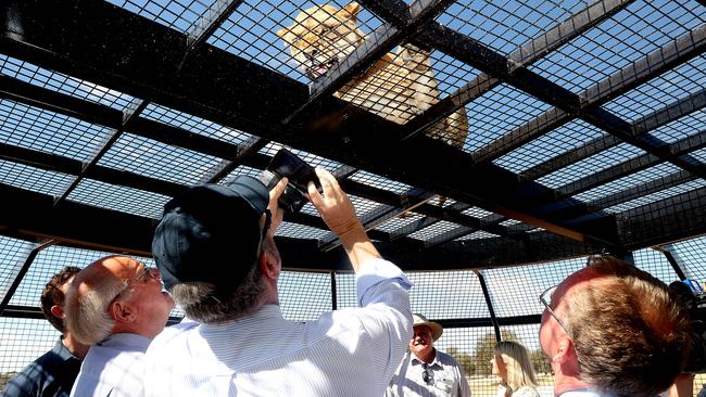 A rare opportunity to be drenched in drool from a big cat — and survive! Picture: Calum Robertson