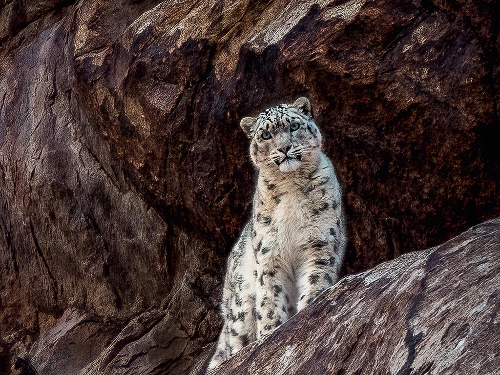 What Will Happen to the Snow Leopard of the Himalayas? ‹ Literary Hub