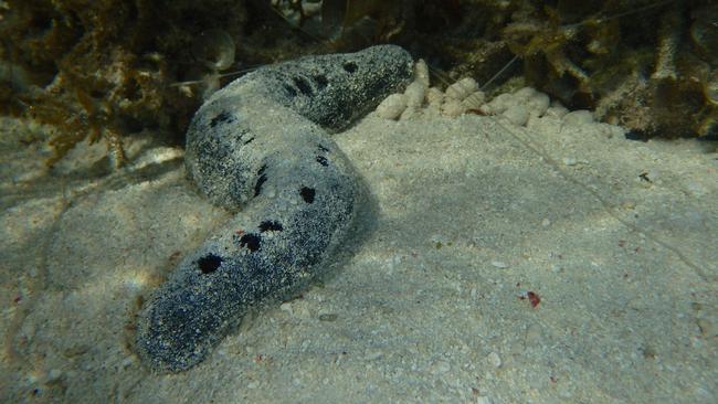 The Sea Cucumber may hold a key into the survival of the Great Barrier Reef. Picture: Michael Gillings