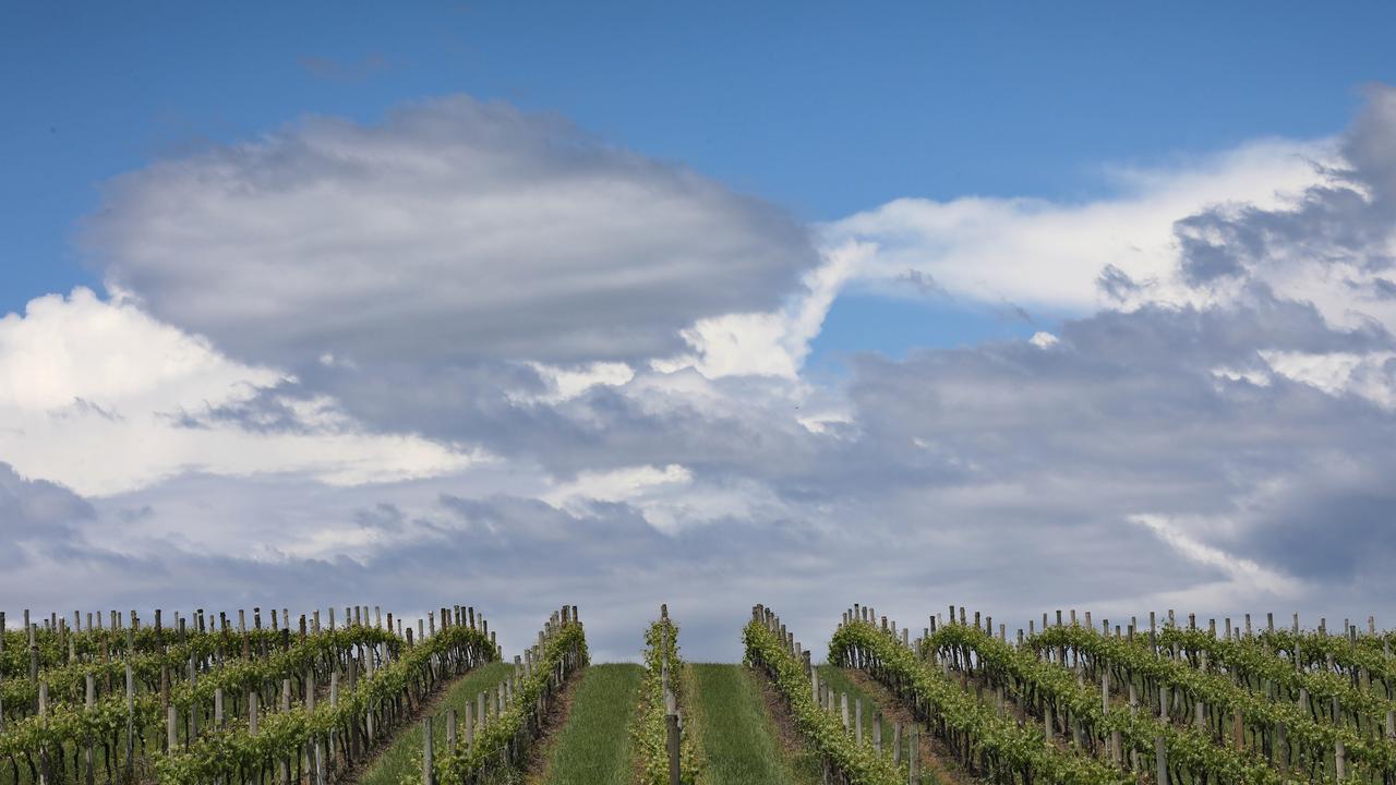 South Australia is renowned for its fantastic wineries. Picture: Dean Martin