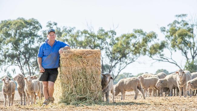 Nick Petrie feeds sheep, but he’s grateful for recent falls of 30mm of rain. Picture: Zoe Phillips