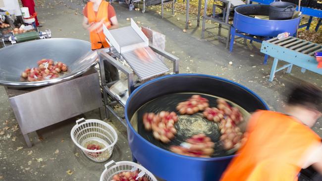 Employees package onions at Moonrocks, St George.