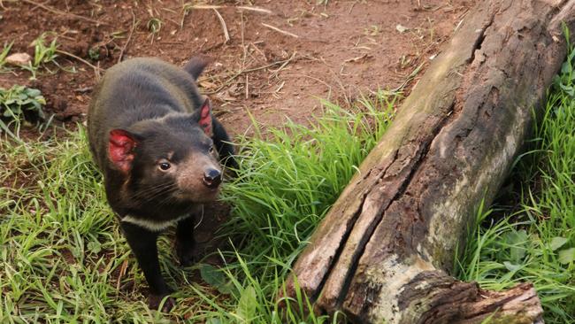 Tasmanian devil Mozza, one of the eight devils bound for the US as part of the Tasmanian devil Ambassador Program. Picture: Stephanie Dalton