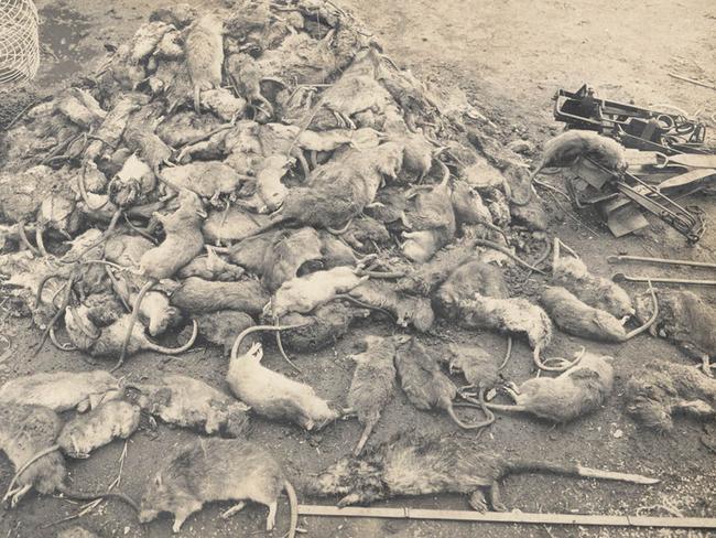 In the summer of 1900, bubonic plague reached Sydney and 103 people died. Tens of thousands of rats were killed and incinerated. Picture: NSW State Library