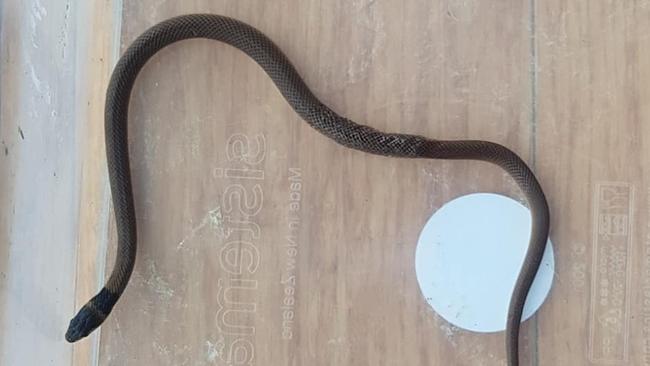 A deadly eastern brown snake was found upstairs in an Essendon home last week. Picture: The Snake Hunter