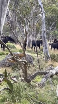 SENSITIVE: Brumbies aerial culled at Kosciuszko National Park