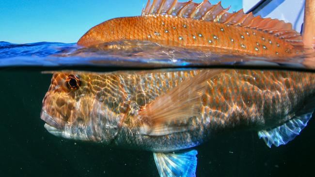 Go fishing with Al McGlashan.  GFWAM Snapper are one of our most important recreational species yet state fisheries managers vary greatly in their level of protection