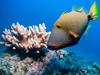 New alarm for Great Barrier Reef if world gets 3 degrees warmer