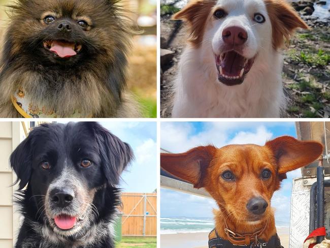 Vote for southeast Queensland’s cutest dog of 2023