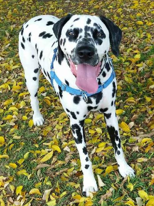 Picasso: This two-year-old dalmatian laps up the Gold Coast lifestyle, going boating and for long runs at the park or beach.