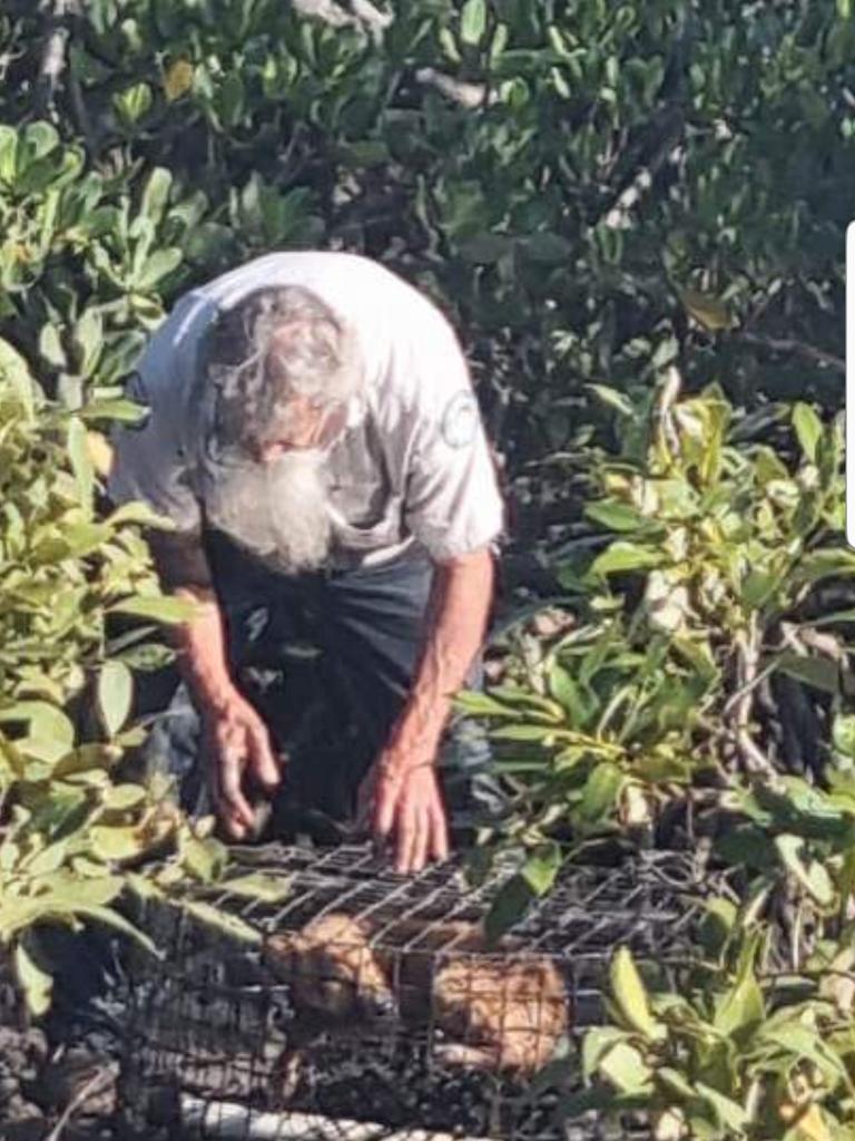 A dingo has been found stuck in a crab pot on Fraser Island.