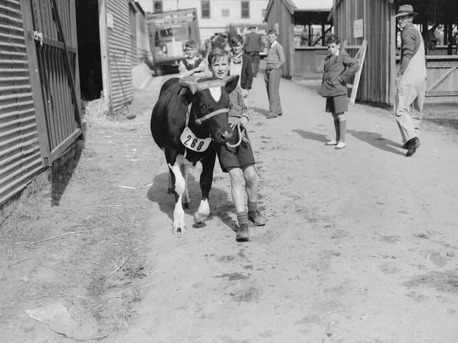 Mercury Archive File Picture, Historical October 1948 Royal Hobart Show Judging Day, young cattle handler Donald (Don) Healey leading his cattle exhibit, Negative Number 4515/7