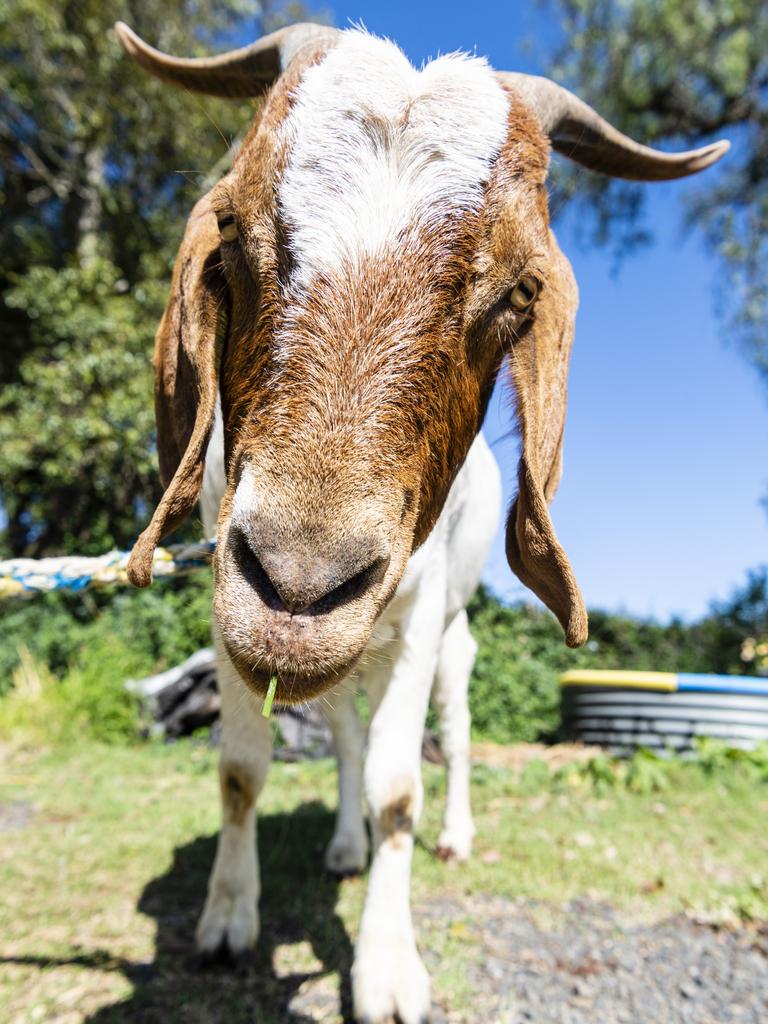 Bruce the goat has been named Toowoomba's quirkiest pet in The Chronicle's online poll, Monday, May 2, 2022. Picture: Kevin Farmer