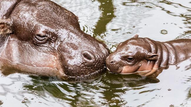 Kambiri was said to be a very protective mum. Picture: Taronga Zoo Sydney / Facebook