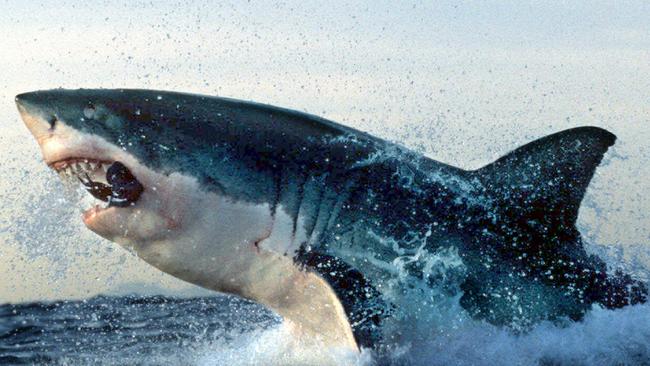 The ASX’s alpha predators are ready to make a meal of takeover targets.