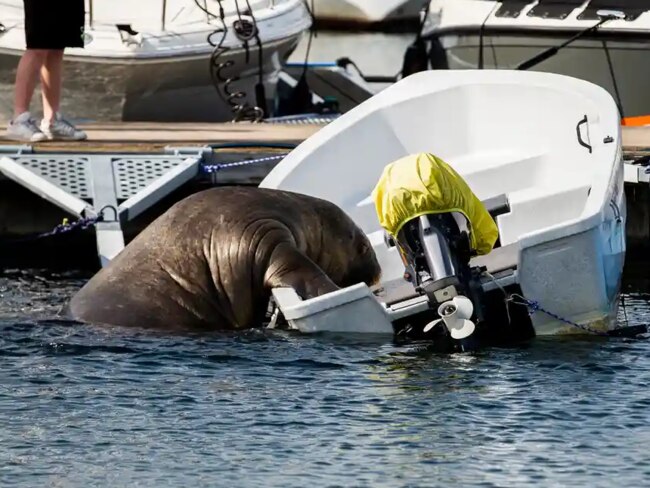 Freya, who has also been spotted in the UK and Denmark, is now living her best summer vacay life in Norway.