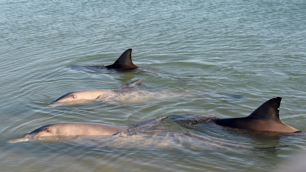 Say what? Dolphins convey disbelief