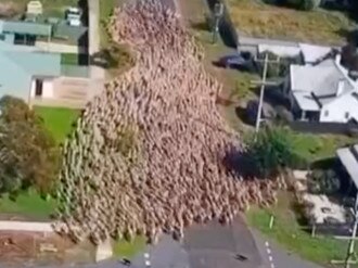 Mesmerising drone footage shows a farmer herding 1,400 sheep through the main drag of the small rural Aussie town of Bealiba in Victoria. Source: Twitter/@Weir13Ben