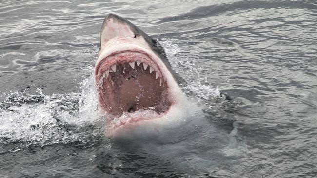 Prof Byard says sharks have the potential to inflect the most damage in an attack. Image: iStock