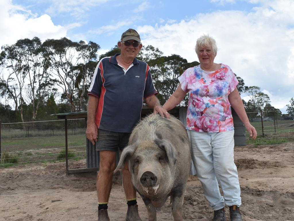Happy Pig Farm owners Paul and Gail Gillis with pig Freckles.