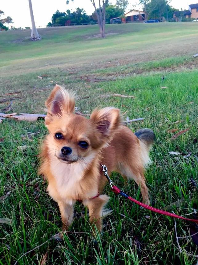 Say hello to Tommy ... the calmest, friendliest chihuahua you ever may meet, according to owner Megan Barry-Cotter.