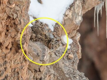 The snow leopard is hiding against the rock.