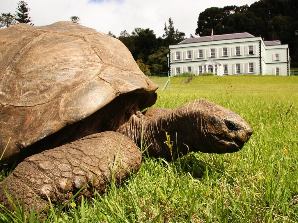 Jonathan the tortoise, world's oldest land animal, celebrates his