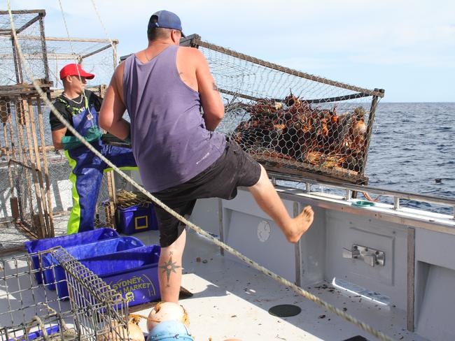 Mr Cranstone (front) and one of his workers pull in a trap teaming with lobsters off the Central Coast. Picture: Peter Clark.