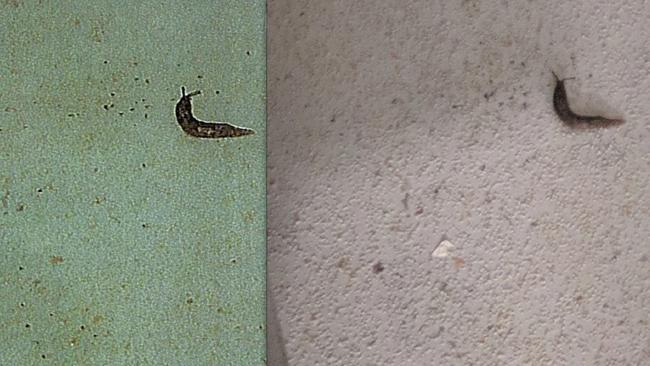 A photo showing a slug found in the iCook Foods (left) facility in Dandenong that was sent to owners, compared to the original photo (right) taken during a health inspection.