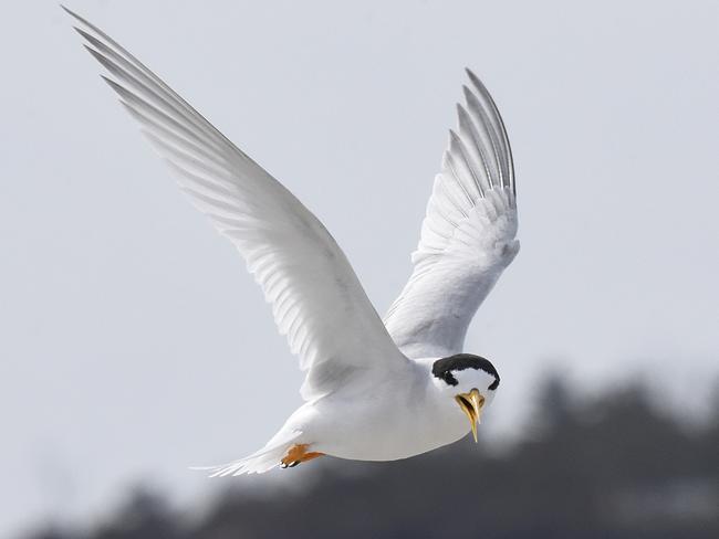 Fairy tern. Picture: ERIC WOEHLER