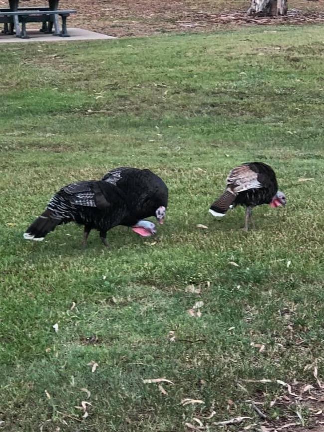 The turkeys keeping the streets of Annandale safe.