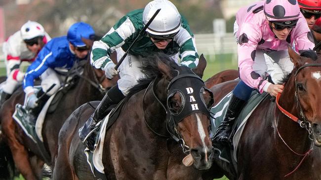 Developing three-year-old Aztec State will chase a second straight win over 2000m at Flemington on Saturday. Picture: Racing Photos