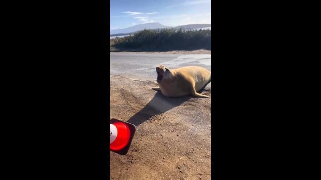 Neil the seal blocks a road in Hobart