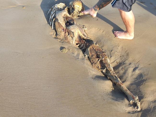 The creature was found on Long Beach in Keppel Sands. Photo: Bobbi-lee Oates