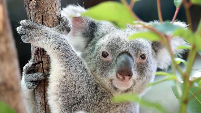 A koala from Dreamworld’s breeding program — north of the theme park there are fragmented populations of koalas due to encroaching development. Photo: Richard Gosling
