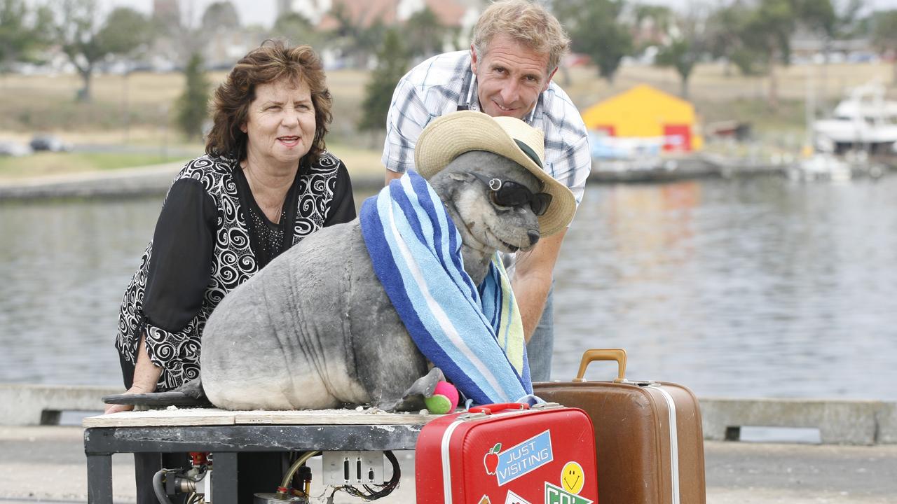 Salty the Seal prepares to head off to Jirrahlinga Wildlife Sanctuary in 2009.