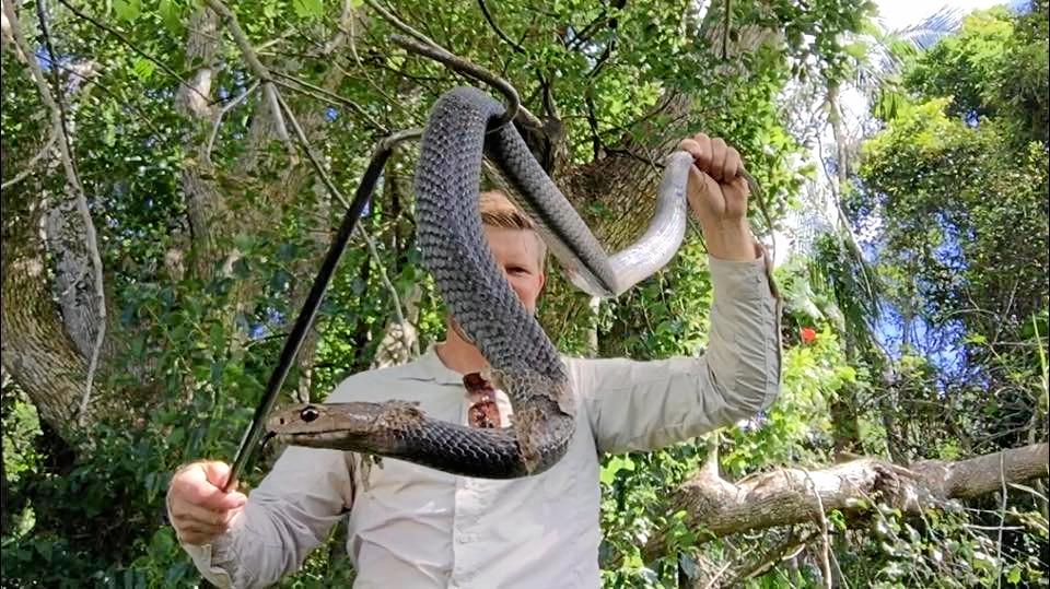 Sunshine Coast Snake Catchers 