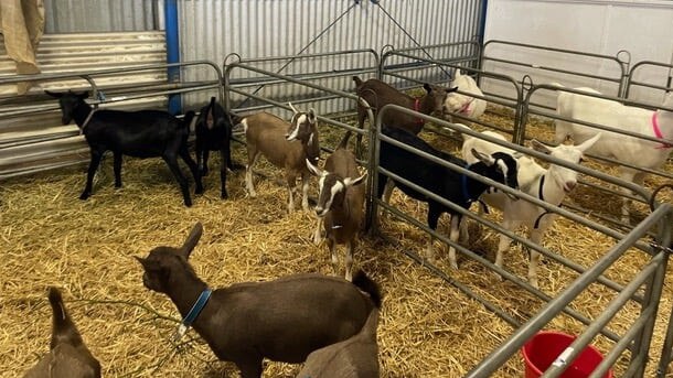 Castle Hill Showground has transformed into an evacuation centre for horses, livestock and domestic animals. Picture: The Hills Shire Council